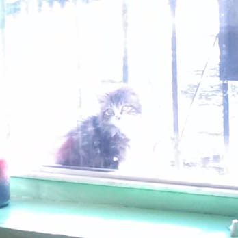 B&J Nails Salon - Baby kitty in the window. I love you. - Nail Salons Near Me - Brooklyn, New York B&J Nails Salon - Baby kitty in the window. I love you. - Nail Salons Near Me - Brooklyn, New York