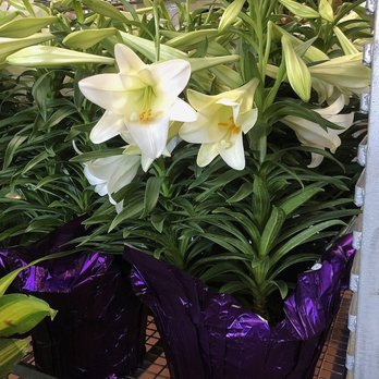 Brooklyn Plantology By Lapide - Nurseries & Gardening Near Me - Brooklyn, New York
