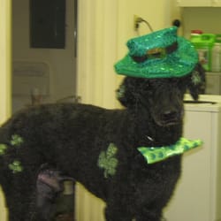 Dirty Dogs Pet Grooming - Michael the Standard Poodle