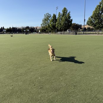 Central Park Dog Park - Turf - Dog Parks Near Me - Fremont, California Central Park Dog Park - Turf - Dog Parks Near Me - Fremont, California