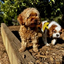 Wags Dog Boarding - Poppy keeping watch!