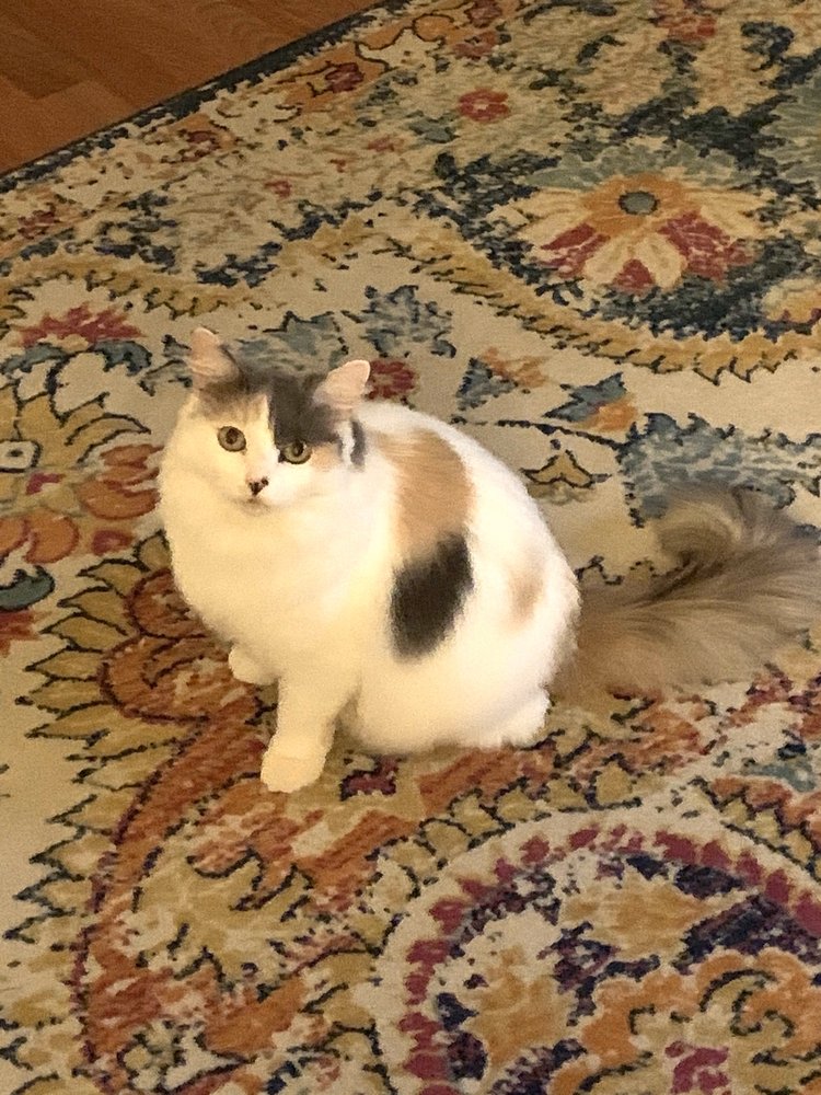 ALL CREATURES GREAT AND SMALL GROOMING Updated May 2024 19 Reviews