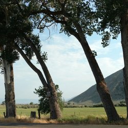 The Hanging Tree