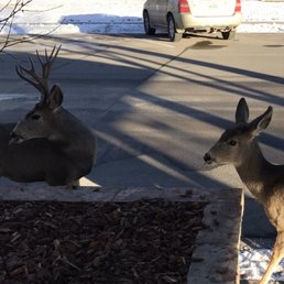 The Buck deer and his companion outside of hotel lobby