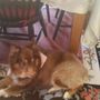 Photo of Dighton-Rehoboth Animal Hospital