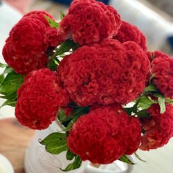 FRESHFARM Oakton Farmers Market - Coxcomb