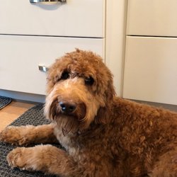 Fetching Furs Pretty Purs - The picture we used as and example. Groomed 6 weeks ago.