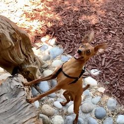 Vern Hart Fishing Park - Minipin Tiān and the nice new red wood chips! Dogs must be leashed at all times.