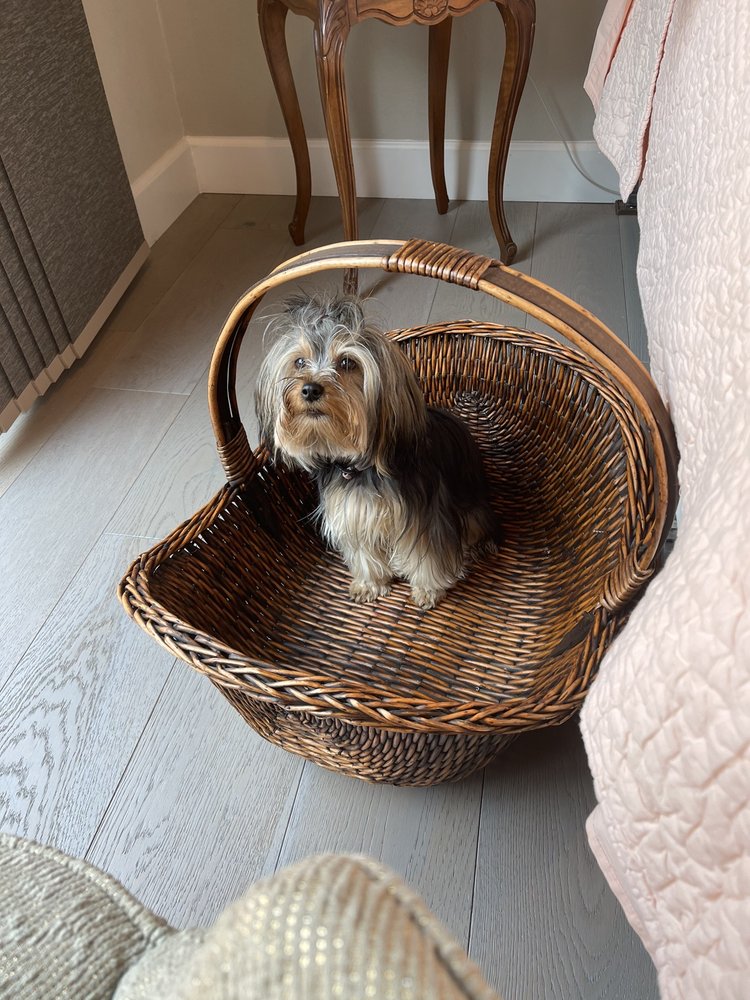 WINE COUNTRY GROOMING Updated August 2024 49 Photos & 45 Reviews