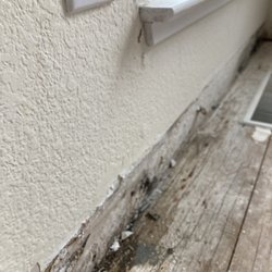 Servpro - Mold from 15 leaky windows