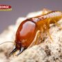 George Termite & Pest Control