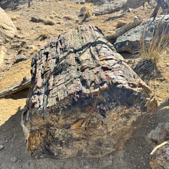 Escalante Petrified Forest State Park - Petrified wood! - Parks Near Me - Escalante, Utah