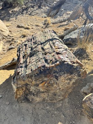 Escalante Petrified Forest State Park by null