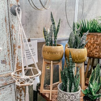 Maypop Coffee & Garden Shop - Love all the plant accessories! - Coffee & Tea Near Me - Webster Groves, Missouri