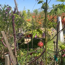 Greenland Nurseries - Chinese lantern