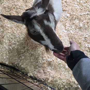 Barking Goat Farm - Attraction Farms Near Me - Duncannon, Pennsylvania Barking Goat Farm - Attraction Farms Near Me - Duncannon, Pennsylvania