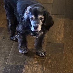 A & P Flooring - The pup they helped save with their carpet and compassion! 100,000% recommend!!