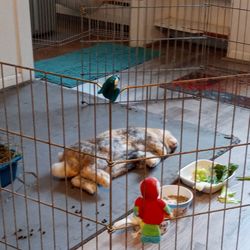 MSPCA-Angell West - Snickerz