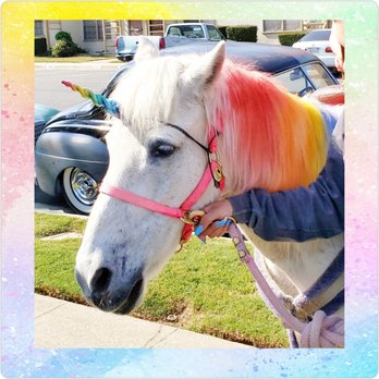 Becky's Pony Express - Petting Zoos Near Me
