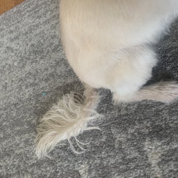 Pup E Tails - tail still scruffy - Pet Groomers Near Me - Torrance, California Pup E Tails - tail still scruffy - Pet Groomers Near Me - Torrance, California