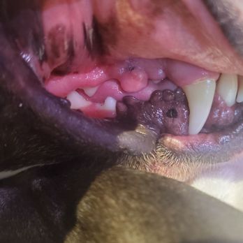 Hannah Pet Hospital - The little nodule between the top teeth is supposed to be removed they didn't touch it nor biopsy it - Pet Training Near Me - Tigard, Oregon Hannah Pet Hospital - The little nodule between the top teeth is supposed to be removed they didn't touch it nor biopsy it - Pet Training Near Me - Tigard, Oregon