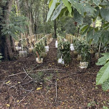 Lydgate Farms - Vanilla vines - Botanical Gardens Near Me - Kapaa, Hawaii Lydgate Farms - Vanilla vines - Botanical Gardens Near Me - Kapaa, Hawaii