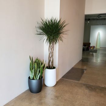 Zen Plant Care - Small install for an art gallery. - Indoor Landscaping Near Me Zen Plant Care - Small install for an art gallery. - Indoor Landscaping Near Me