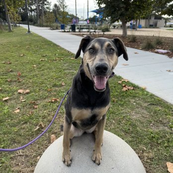 Dog Training Bri - Pet Training Near Me Dog Training Bri - Pet Training Near Me