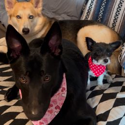 Xena. Raven and Jinx after their grooming appointment. Xena. Raven and Jinx after their grooming appointment.