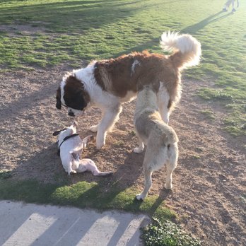 Kellogg Zaher Dog Park - Dog Parks Near Me - Las Vegas, Nevada Kellogg Zaher Dog Park - Dog Parks Near Me - Las Vegas, Nevada