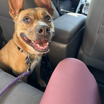 Cali K9 - Penny - Pet Training Near Me - San Jose, California