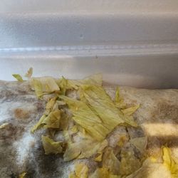 Mexico Lindo - Had it been inside the burrito I would never have known that it was old and wilted!