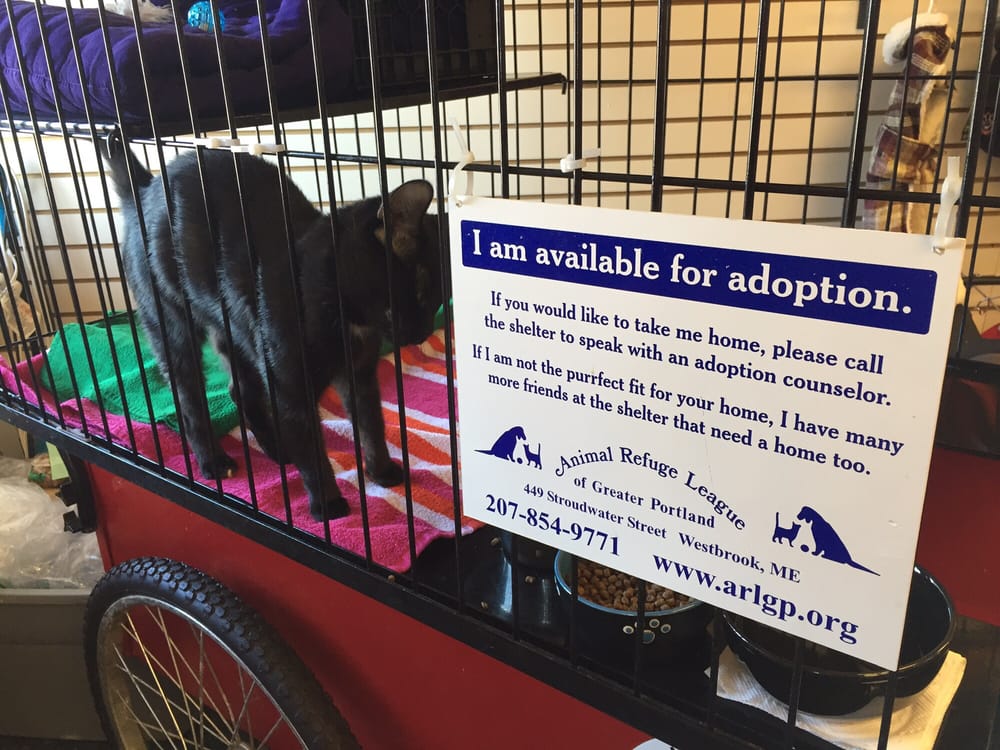 THE ANIMAL HOUSE Updated September 2024 12 Reviews 11 Main St