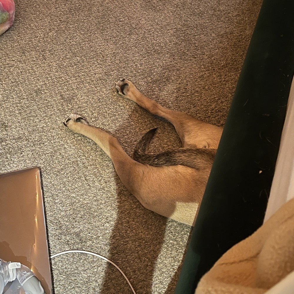 Our little Madison after a long day of daycare. Just relaxing in her favorite spot under the bed. Our little Madison after a long day of daycare. Just relaxing in her favorite spot under the bed.