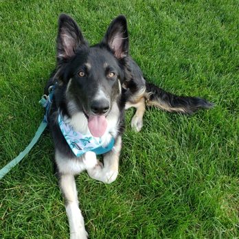 Rocky Mountain Puppy Rescue - Animal Shelters Near Me