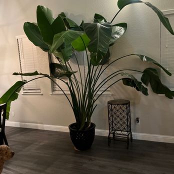 Pete's Moving Services - Took excellent care to ensure my favorite plant was properly padded, trapped in, and moved safely! - Movers Near Me - Salida, California Pete's Moving Services - Took excellent care to ensure my favorite plant was properly padded, trapped in, and moved safely! - Movers Near Me - Salida, California