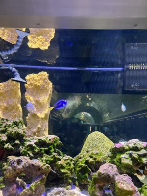 Belle Isle Aquarium by null