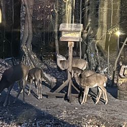 Majerle's Black River Grill - Quite a surprise with our 'neighbors' while we had dinner