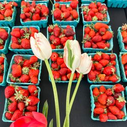 Vancouver Farmer's Market - Marquam Hill albion strawberry variety.