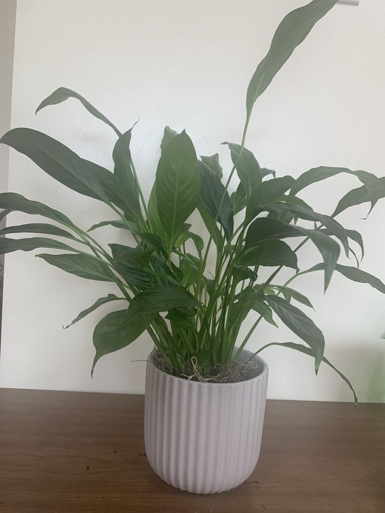 KINGS PARK FLORIST Updated October 2024 38 Photos & 14 Reviews 51