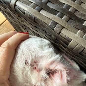 Pawz N' Clawz - Ear scabbing - Pet Groomers Near Me - Cleveland, Tennessee