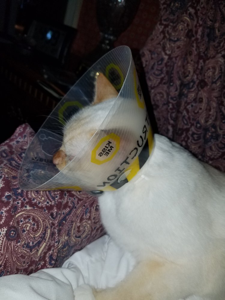 MATTAPOISETT ANIMAL HOSPITAL Updated August 2024 19 Reviews 91