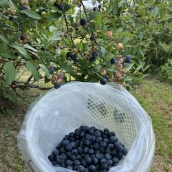 Ottawa Farms - Blueberries