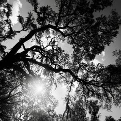 Suwannee Springs
