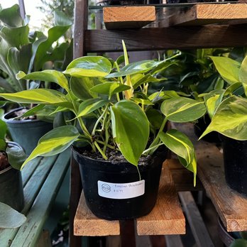 Intown Ace - Philodendron brasil - Hardware Stores Near Me - Atlanta, Georgia Intown Ace - Philodendron brasil - Hardware Stores Near Me - Atlanta, Georgia