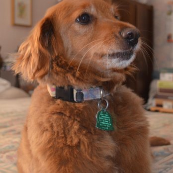 Jeffrey A. Hirsch, PC - This is Sandy looking for a belly rub. - Accountants Near Me - Longmeadow, Massachusetts Jeffrey A. Hirsch, PC - This is Sandy looking for a belly rub. - Accountants Near Me - Longmeadow, Massachusetts
