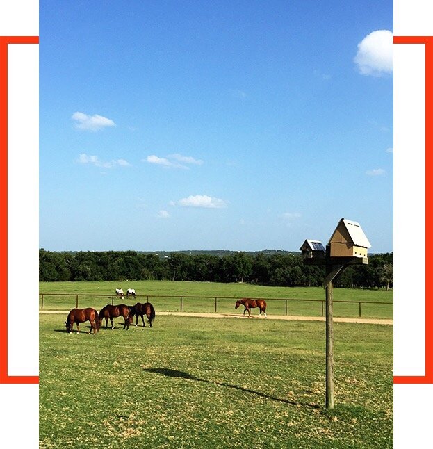 Austin Stables - equestrian in Austin, TX