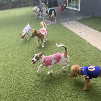 Dog Sitting by Ally - Pet Boarding Near Me