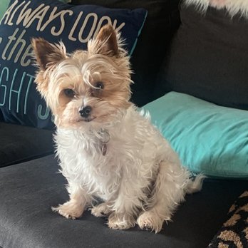 Dirty Dog - Kanye at the end of Covid quarantine. - Pet Groomers Near Me - Austin, Texas