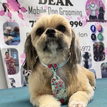 Deak Dog Grooming - Pet Groomers Near Me - Okeechobee, Florida